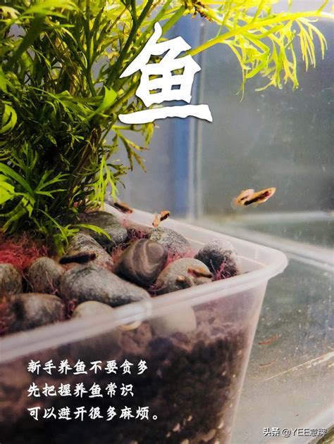 一尺魚缸養多少魚|[閒聊] 魚缸到底可以養多少魚